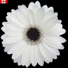 Mini Gerbera - Delta